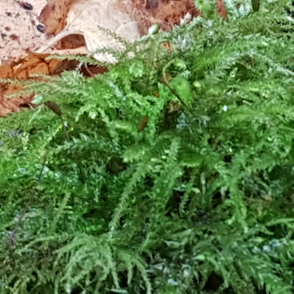 1L bag Live Feather Moss - Wreaths, Terrarium, House Plant, Gardens, Pots, Baskets. Capillary, Mulch, Potting, Display, Living Moss