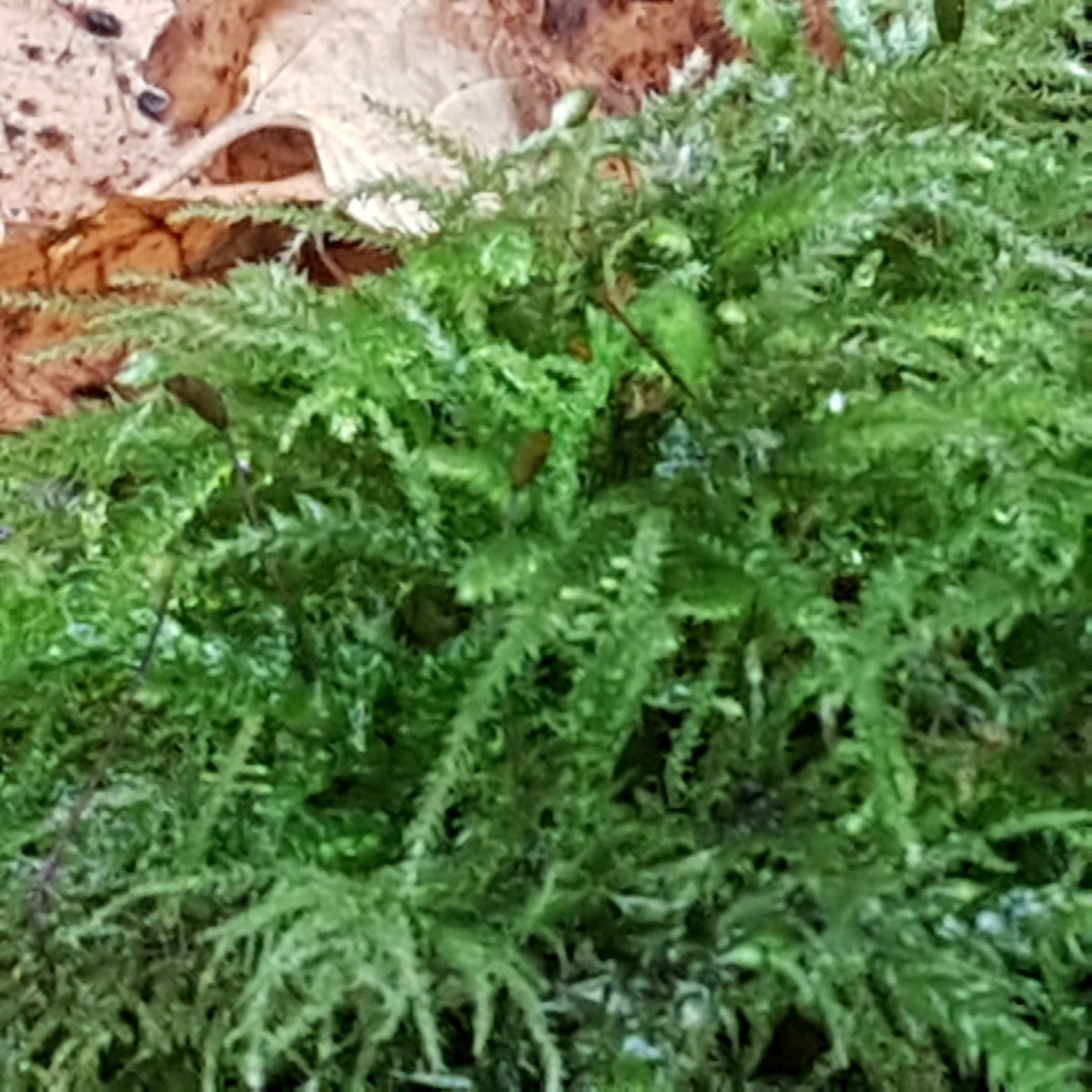 1L bag Live Feather Moss - Wreaths, Terrarium, House Plant, Gardens, Pots, Baskets. Capillary, Mulch, Potting, Display, Living Moss