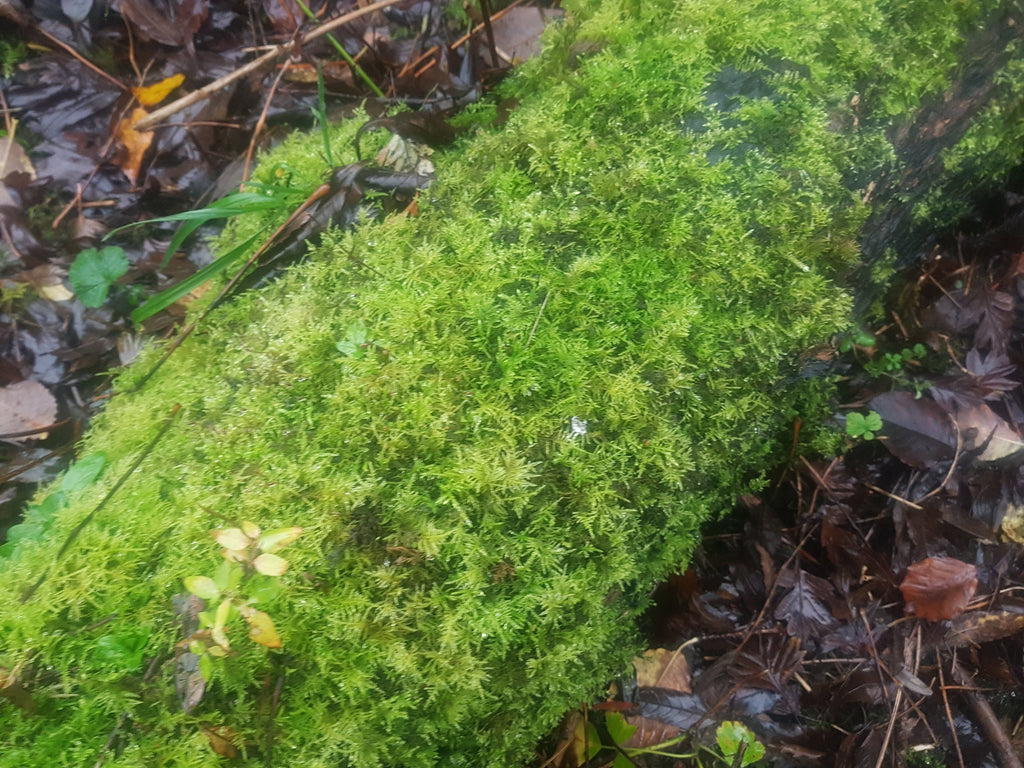 Moss on log - Live Feather Moss on a log- Terrarium, Gardens, Pots, Baskets, Display, Living Moss
