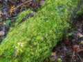 Moss on log - Live Feather Moss on a log- Terrarium, Gardens, Pots, Baskets, Display, Living Moss