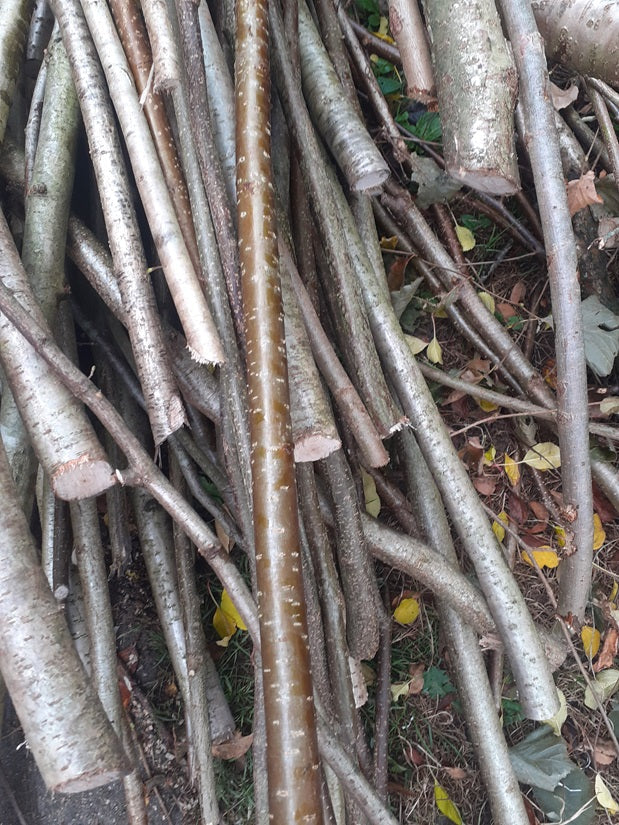 bunch of hazel