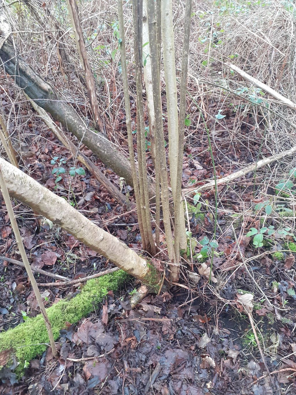 50 x 240cm Hazel 2.5cm (1") diameter rods beanpoles, hurdle rods, stakes- Fresh cut Contact for quote