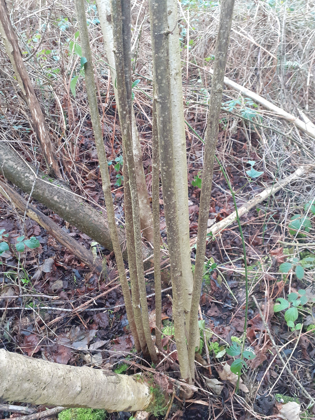 50 x 240cm Hazel 2.5cm (1") diameter rods beanpoles, hurdle rods, stakes- Fresh cut Contact for quote