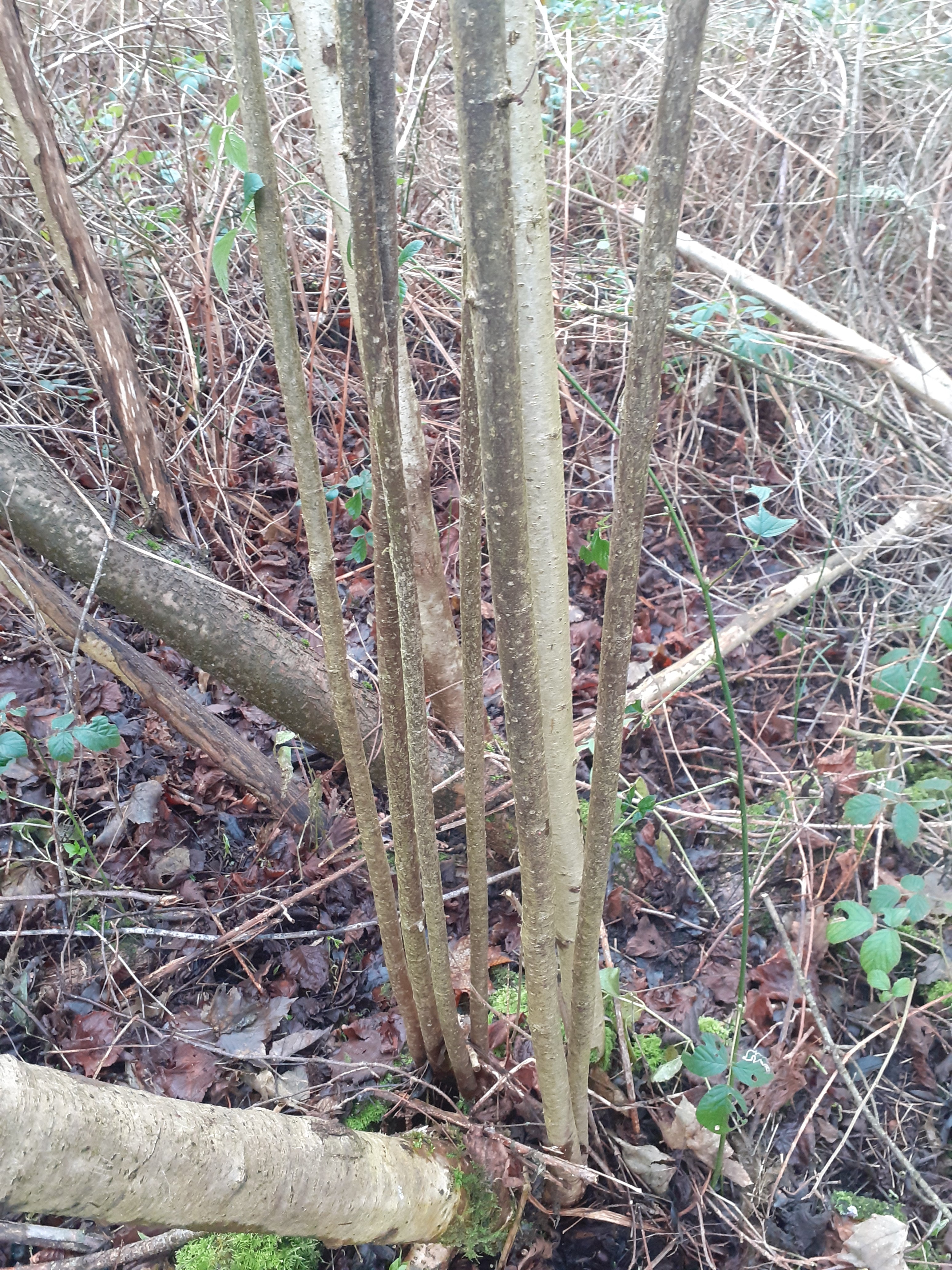 50 x 240cm Hazel 2.5cm (1") diameter rods beanpoles, hurdle rods, stakes- Fresh cut Contact for quote