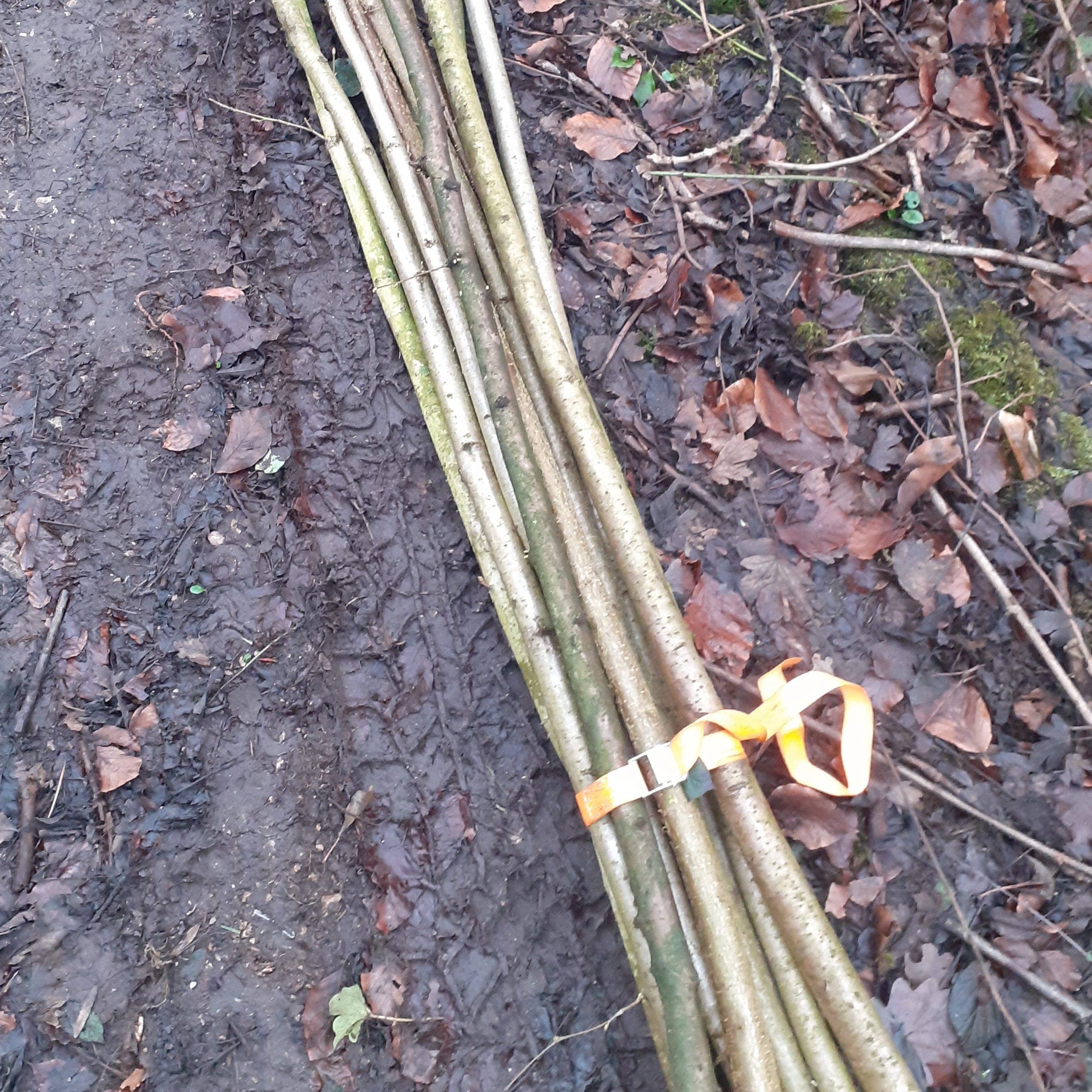 Hazel Walking Stick Blanks Shanks 120cm (4ft)x Various Diameter Options. As straight as possible minimal faults. Not seasoned. Fresh cut