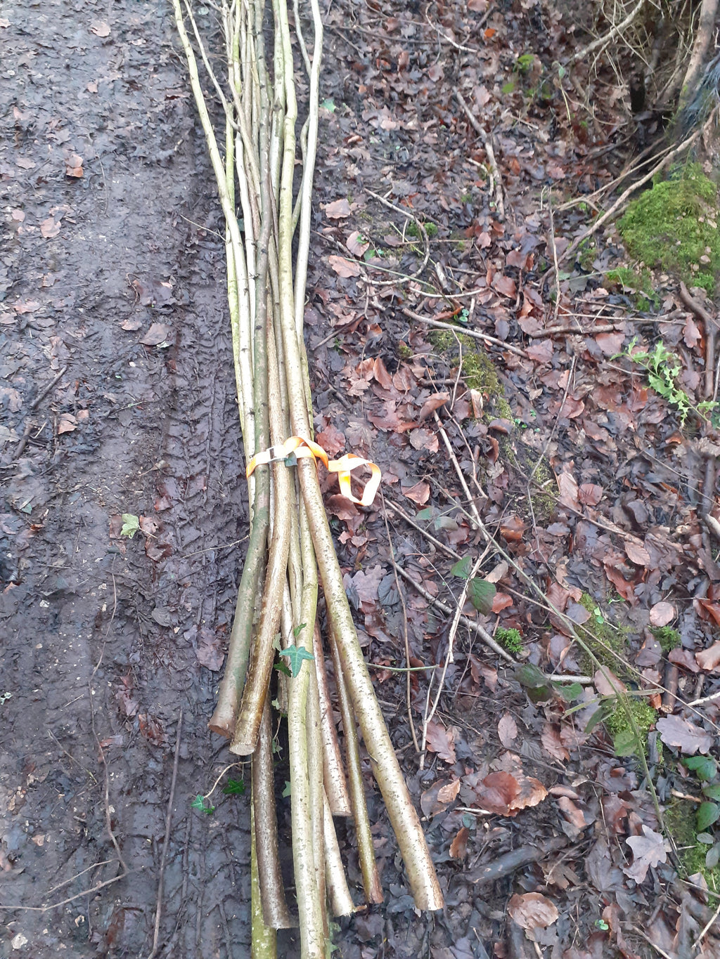 Morris Dancing Hazel stick 60cm x 31mm or 76cm x 31mm. Best sound. Fresh cut.