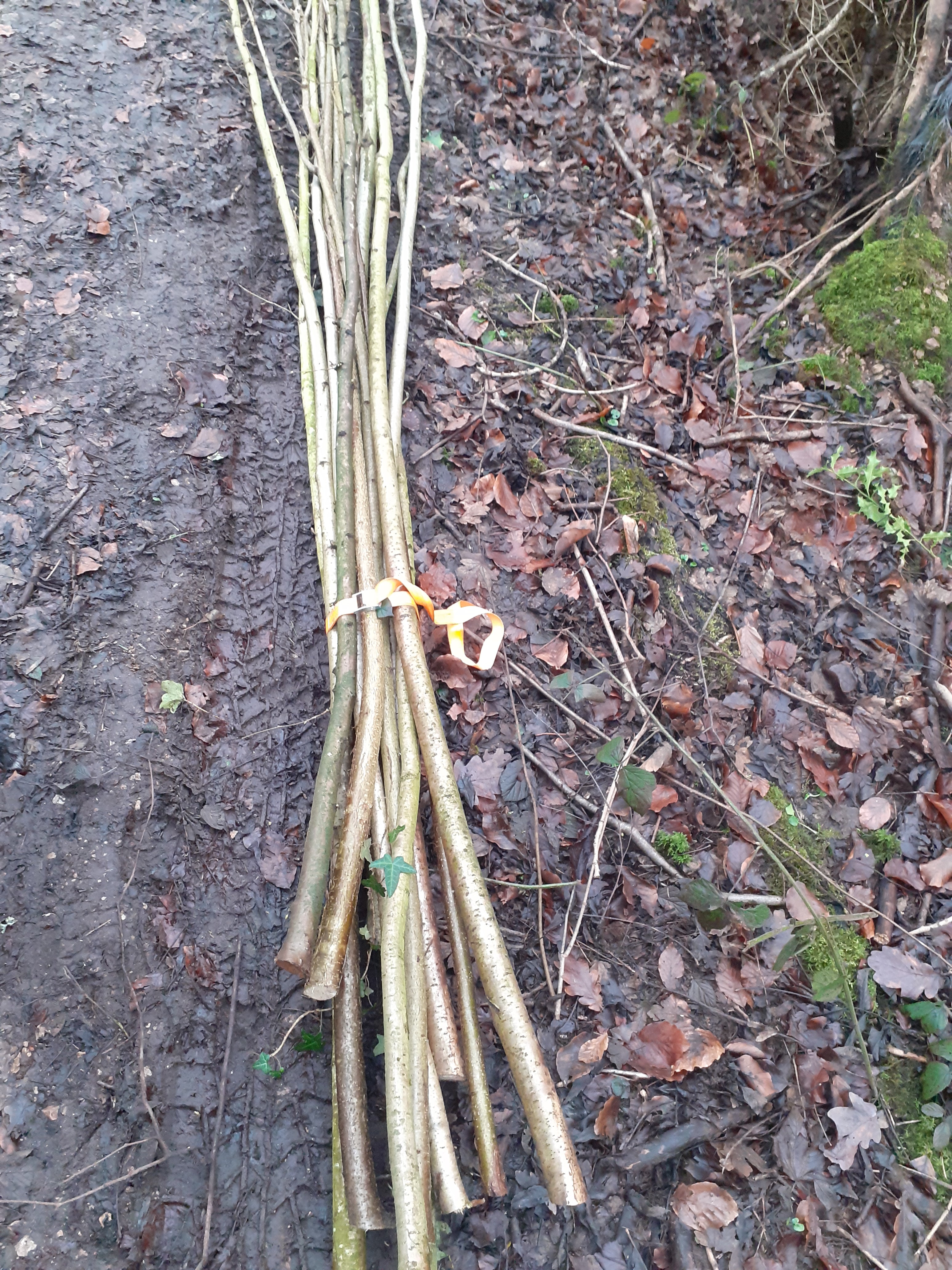 Morris Dancing Hazel stick 60cm x 31mm or 76cm x 31mm. Best sound. Fresh cut.