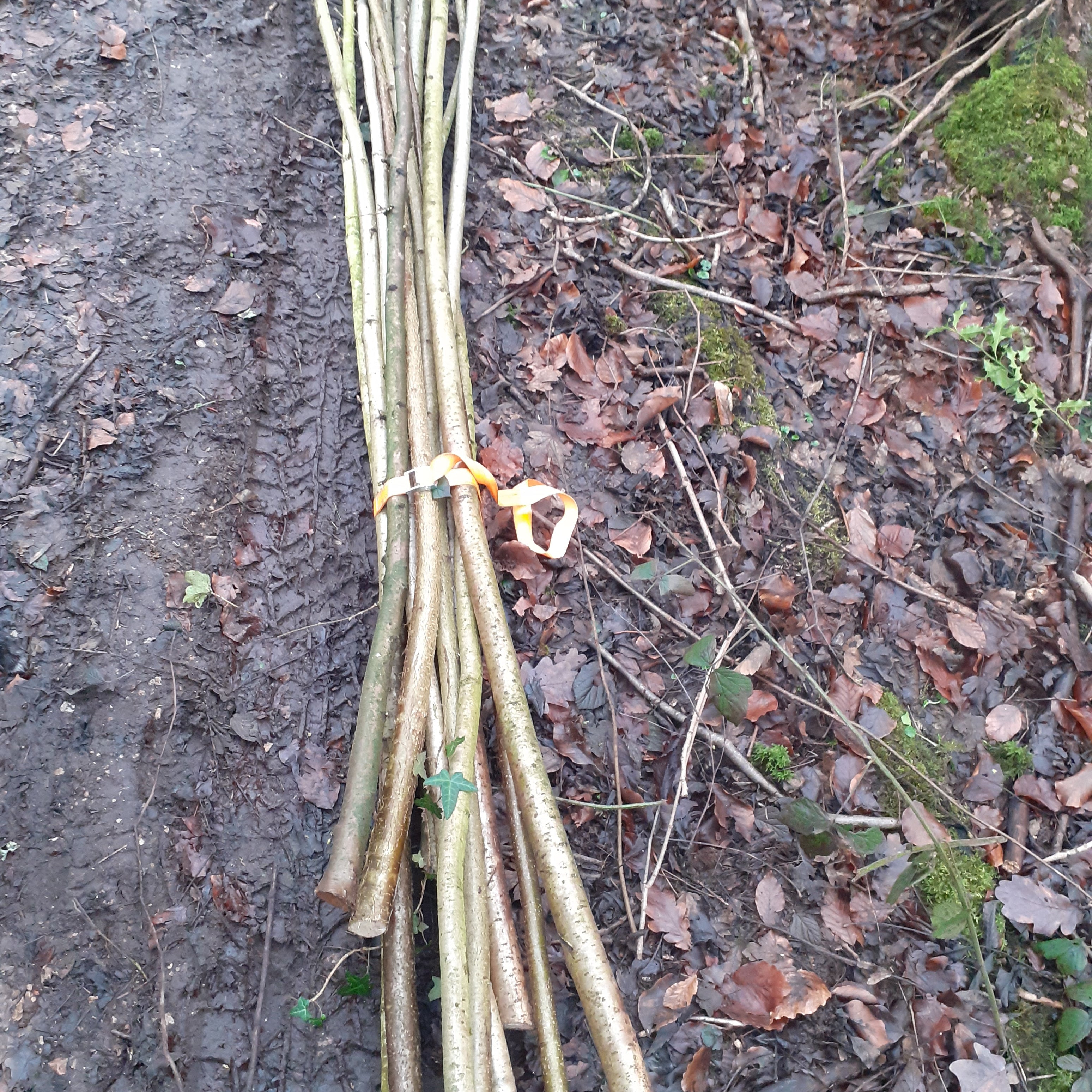 50 x 240cm Hazel 2.5cm (1") diameter rods beanpoles, hurdle rods, stakes- Fresh cut Contact for quote
