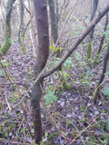 A dense blackthorn woodland scene with multiple tree trunks, branches, leaf litter on the ground, and patches of green moss and leaves.