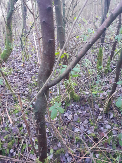 A dense blackthorn woodland scene with multiple tree trunks, branches, leaf litter on the ground, and patches of green moss and leaves.