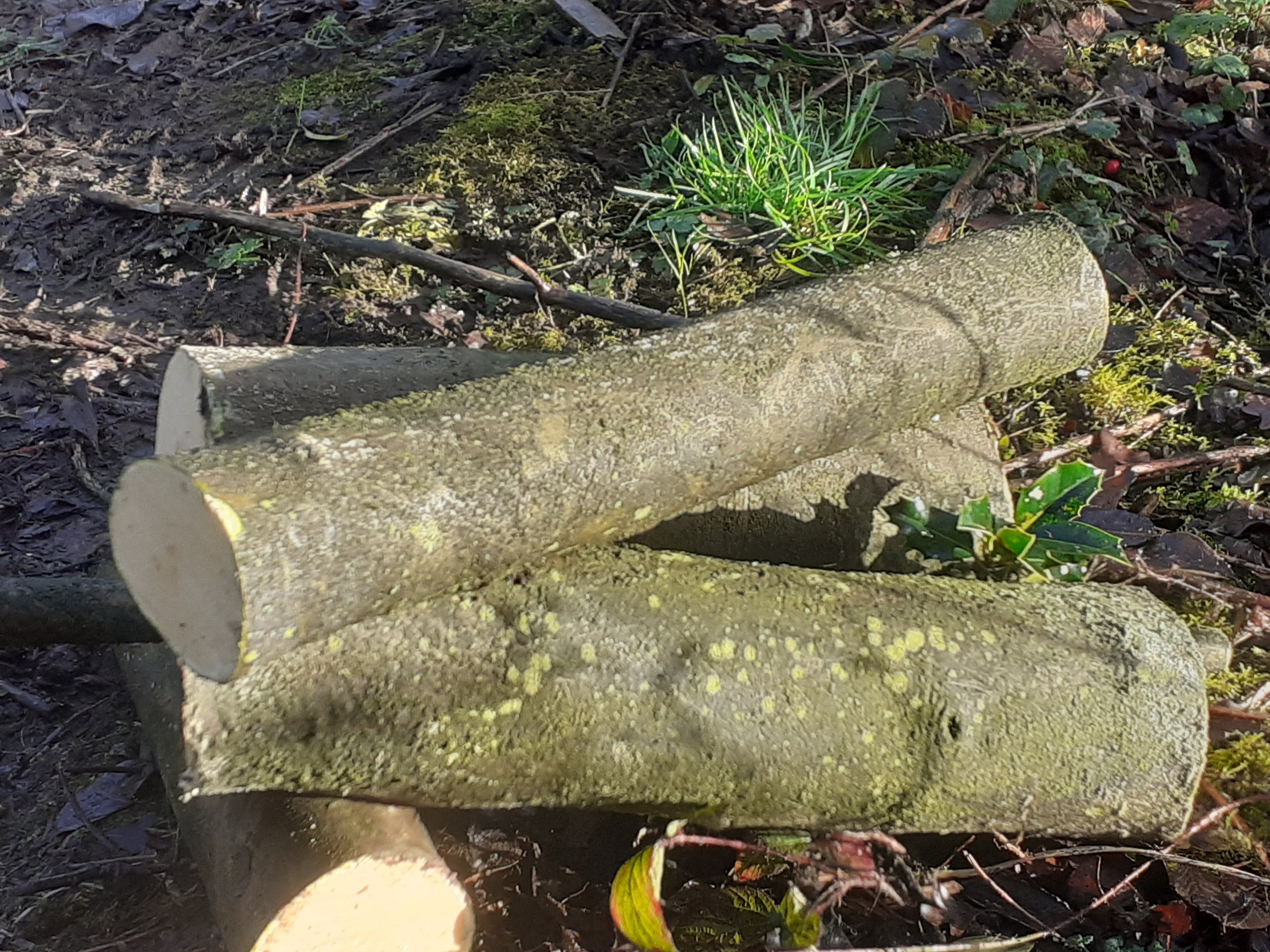 Holly - 3 Fresh cut 'Green'. Blanks, turning, crafting, Holly Logs 30cm Long x 75mm diameter