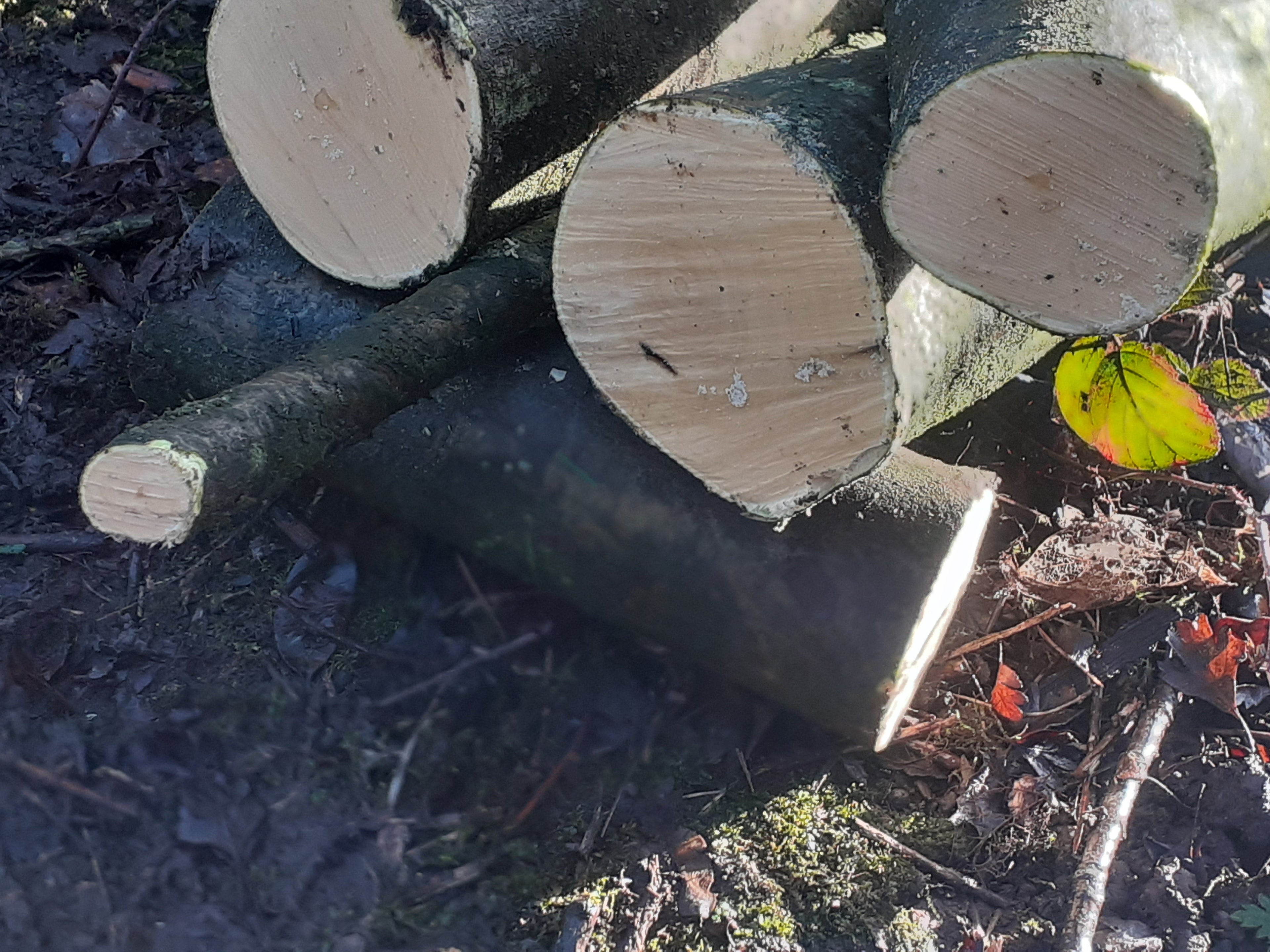 Holly - 3 Fresh cut 'Green'. Blanks, turning, crafting, Holly Logs 30cm Long x 75mm diameter