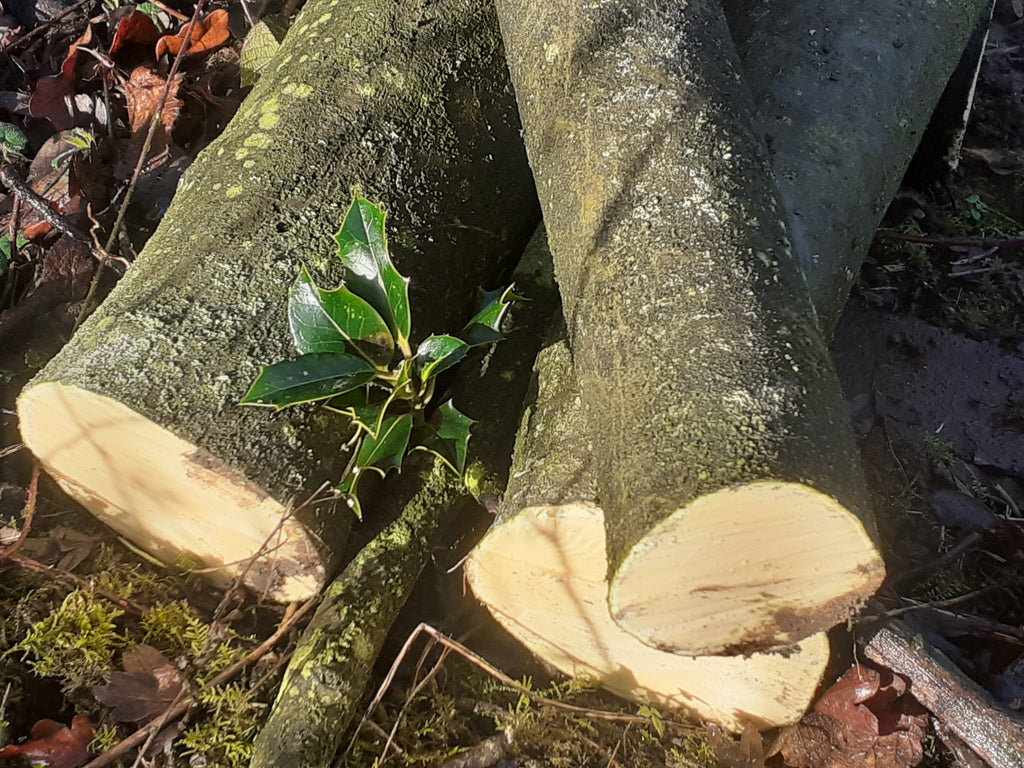Holly - 3 Fresh cut 'Green'. Blanks, turning, crafting, Holly Logs 30cm Long x 75mm diameter