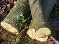 Holly - 3 Fresh cut 'Green'. Blanks, turning, crafting, Holly Logs 30cm Long x 75mm diameter