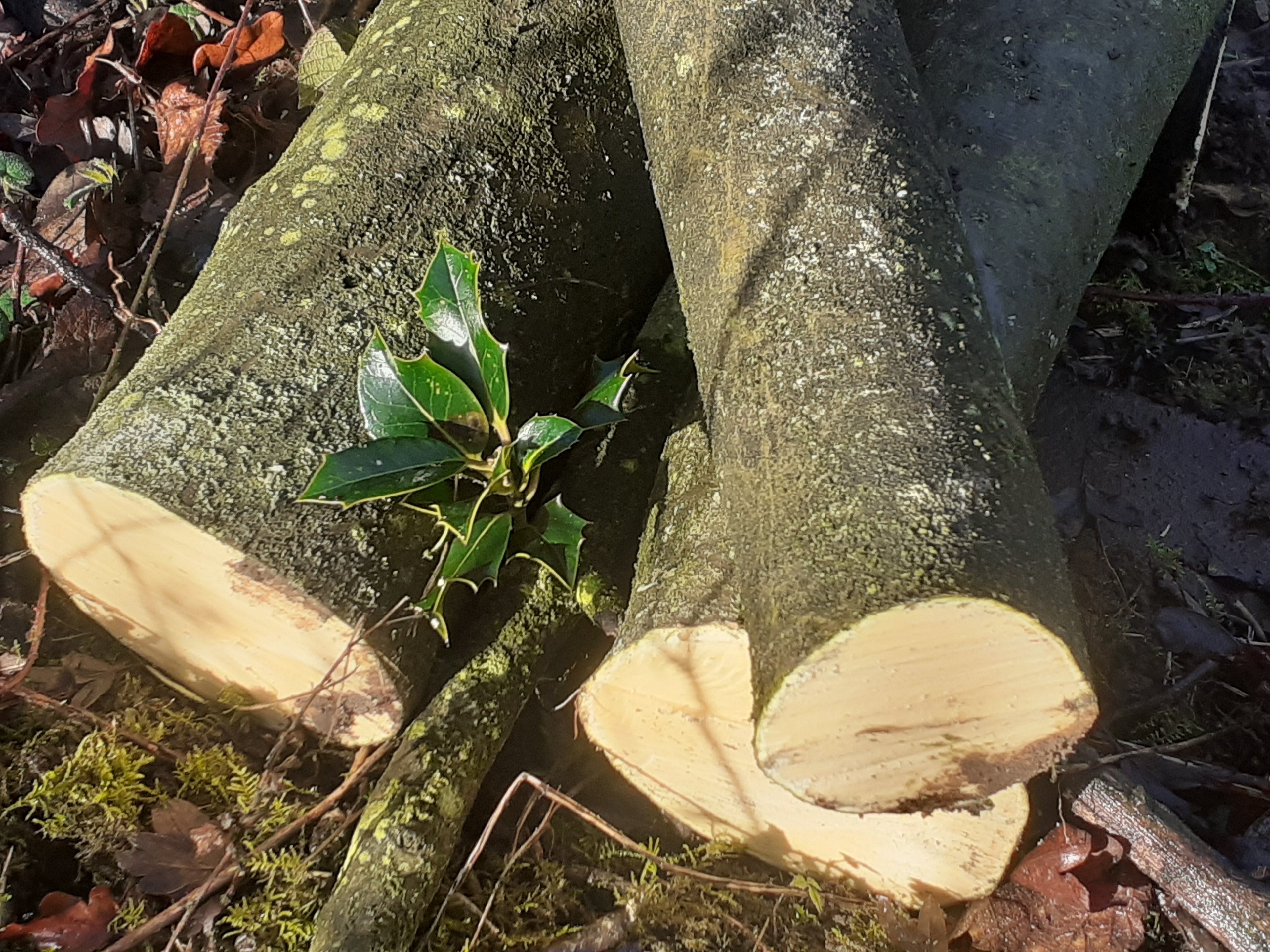 Holly - 3 Fresh cut 'Green'. Blanks, turning, crafting, Holly Logs 30cm Long x 75mm diameter