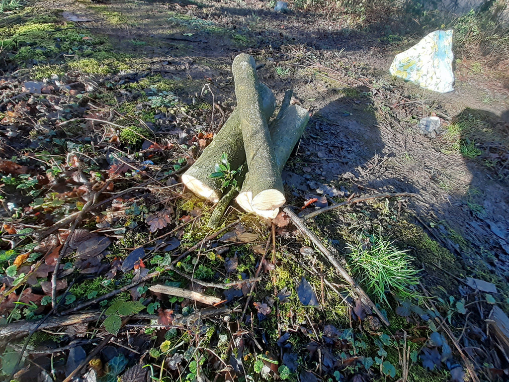 Holly - 3 Fresh cut 'Green'. Blanks, turning, crafting, Holly Logs 30cm Long x 75mm diameter