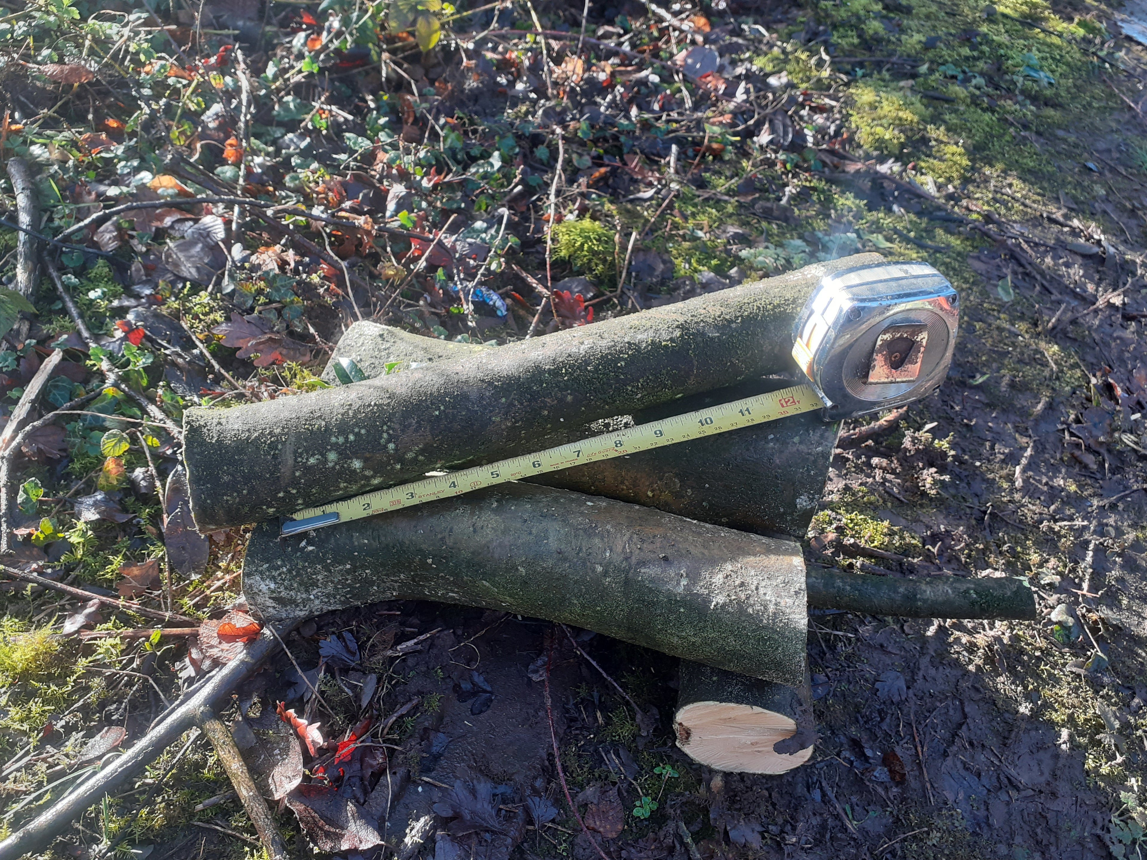 Holly - 3 Fresh cut 'Green'. Blanks, turning, crafting, Holly Logs 30cm Long x 75mm diameter