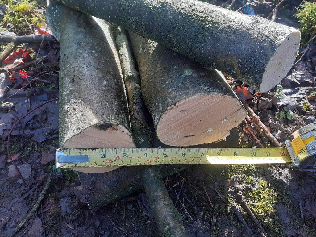 Holly - 3 Fresh cut 'Green'. Blanks, turning, crafting, Holly Logs 30cm Long x 75mm diameter