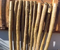 1m x 40mm Diameter Hazel - Perching post. Wild birds, aviaries, owls, hawk, kestrel, birds of prey, parrots