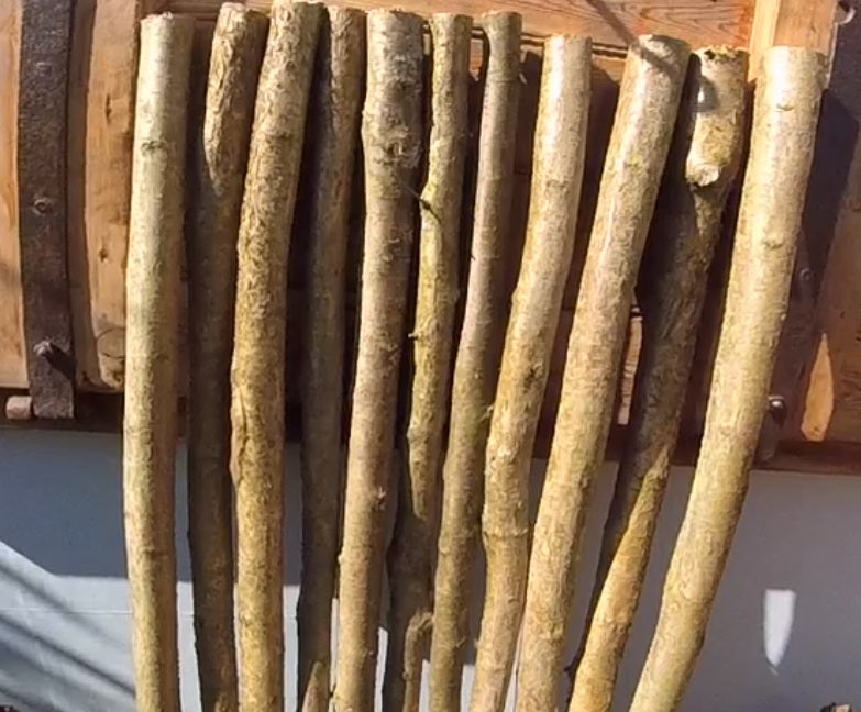 1m x 40mm Diameter Hazel - Perching post. Wild birds, aviaries, owls, hawk, kestrel, birds of prey, parrots