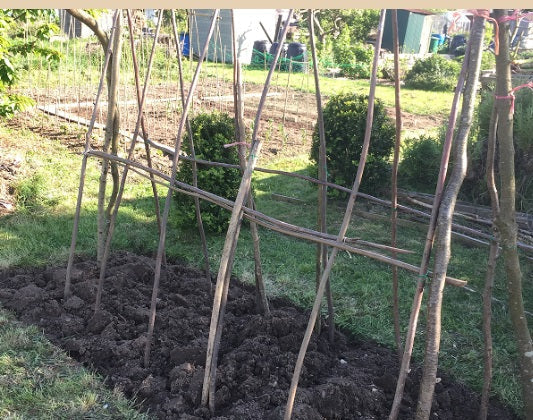 120cm (4ft) Hazel 25mm (1") diameter bean pea poles, hurdle rods, stakes, sticks.  - Fresh cut