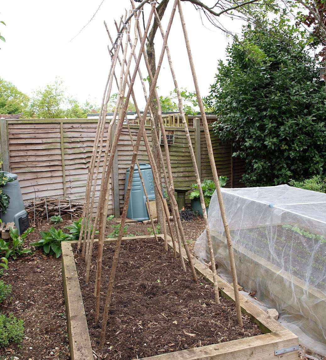50 x 240cm Hazel 2.5cm (1") diameter rods beanpoles, hurdle rods, stakes- Fresh cut Contact for quote