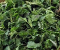 125g Dried organic nettle leaves