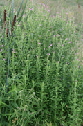 Whole Hairy Willowherb Plant – Fresh cut excluding roots - 250g