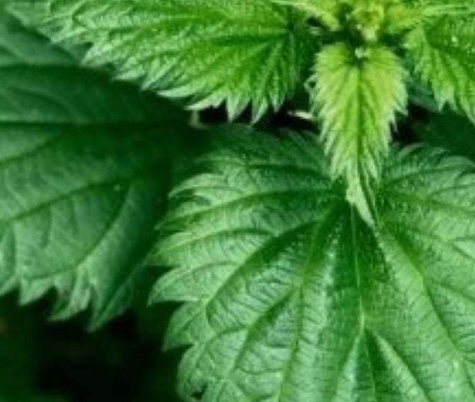 125g Freshy picked nettle leaves - Pet food or tea.