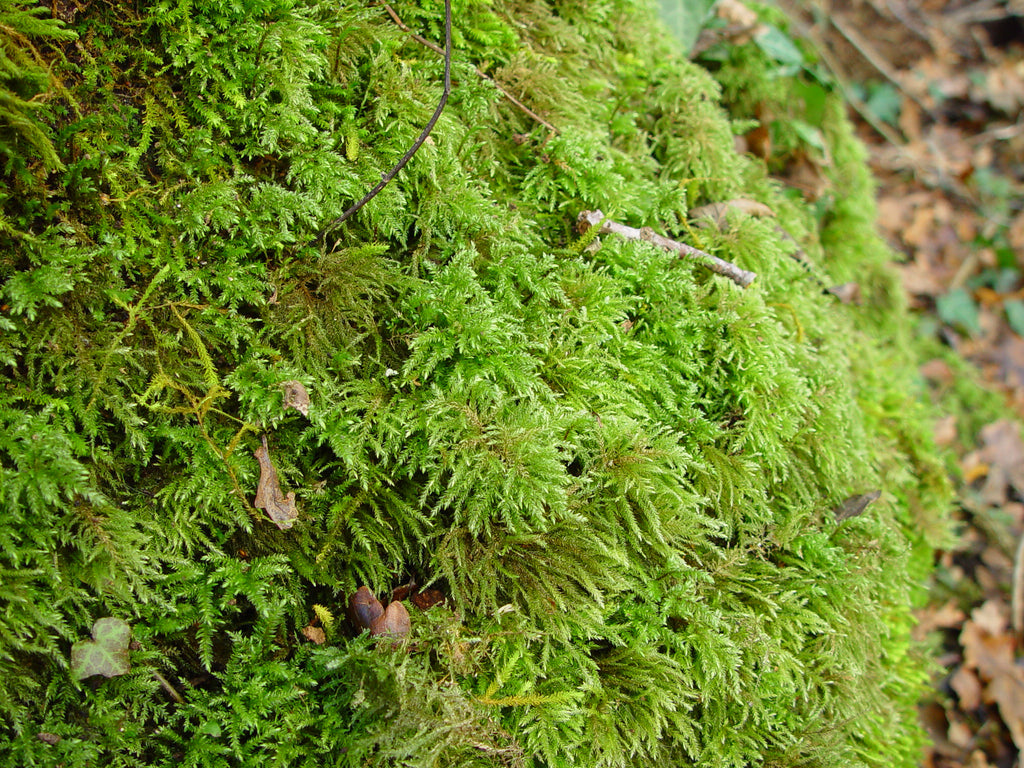 1L bag Live Feather Moss - Wreaths, Terrarium, House Plant, Gardens, Pots, Baskets. Capillary, Mulch, Potting, Display, Living Moss