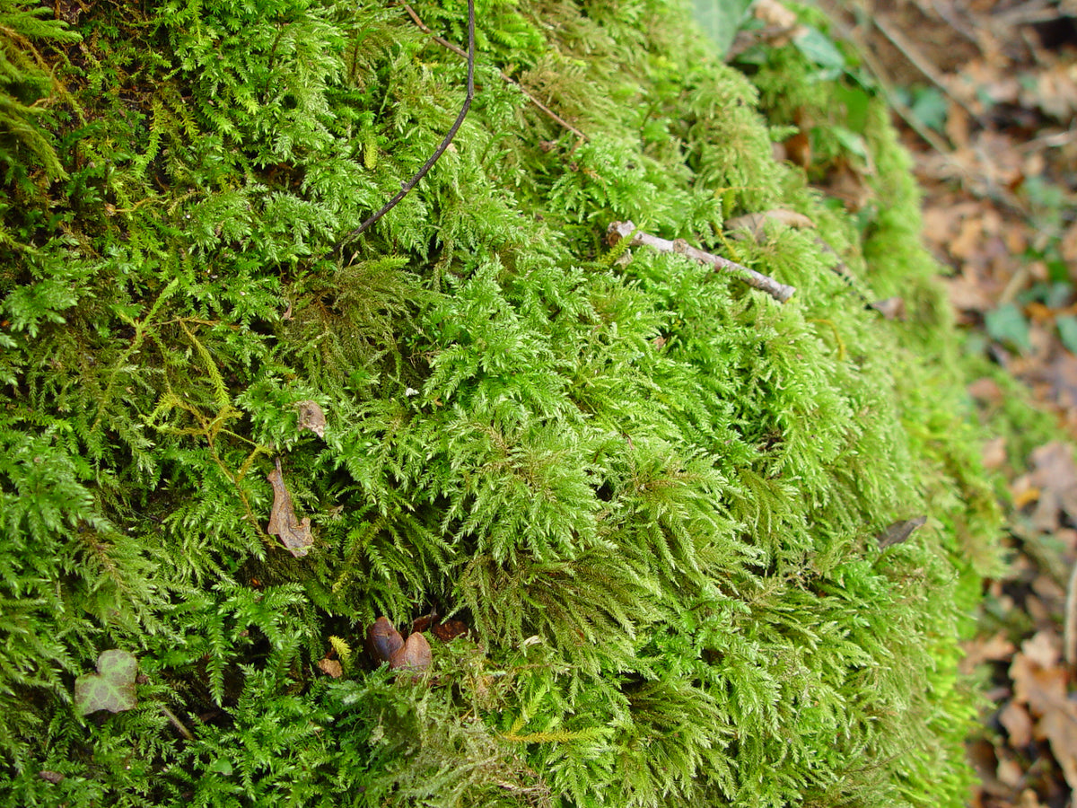 1L bag Live Feather Moss - Wreaths, Terrarium, House Plant, Gardens, Pots, Baskets. Capillary, Mulch, Potting, Display, Living Moss