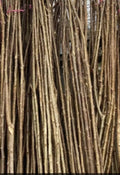 12 x 60cm Fresh Cut Hazel Whips 7mm Diameter – Thin Flexible Rods for Weaving, Wreaths & Wicker