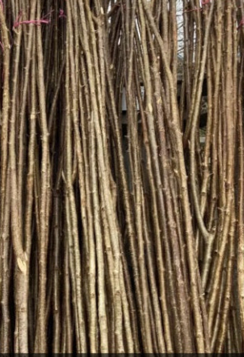 12 x 60cm Fresh Cut Hazel Whips 7mm Diameter – Thin Flexible Rods for Weaving, Wreaths & Wicker