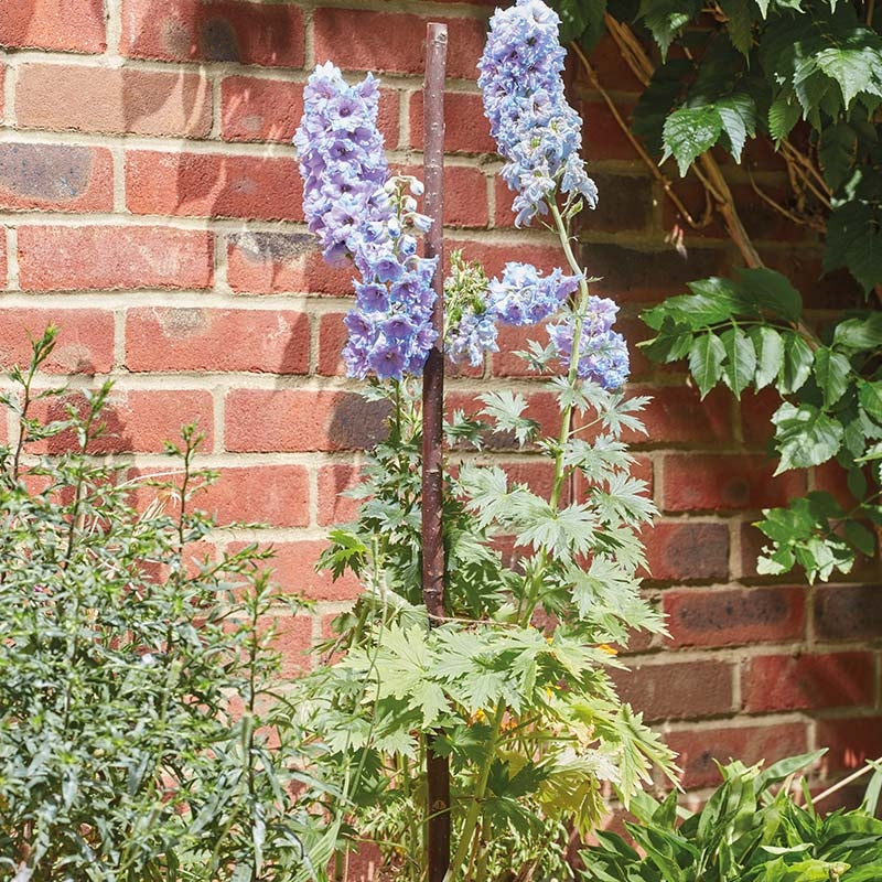 5 x 0.9m (3ft) Wood Gro-Stakes Plants support with Speared-end 5 Pack Willow, Ash, Hazel