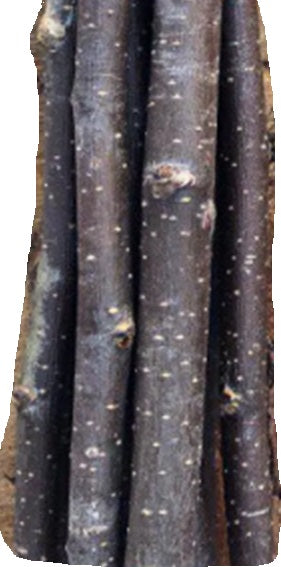 A close-up of several dark brown tree trunks with white speckles and natural bark texture, isolated on a white background.