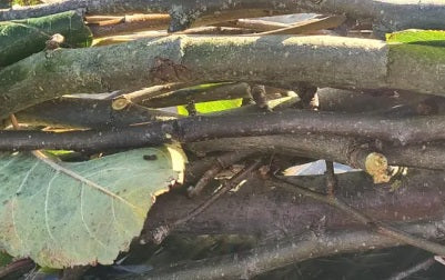 5 x 20cm Fresh apple tree twigs for rabbits and guinea pigs. Cut fresh to order.