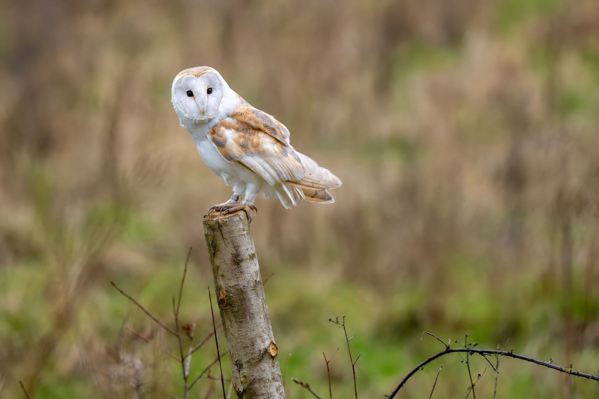 A barn owl perched on a wooden post, with a soft-focus grassy field in the background.