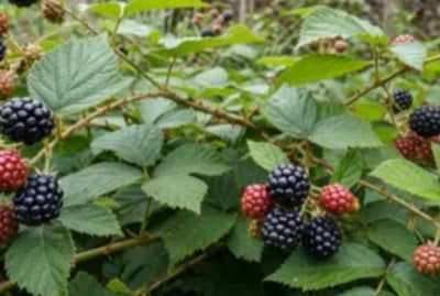 125g Fresh blackberry leaves for rabbits and guinea pigs. Cut fresh to order.