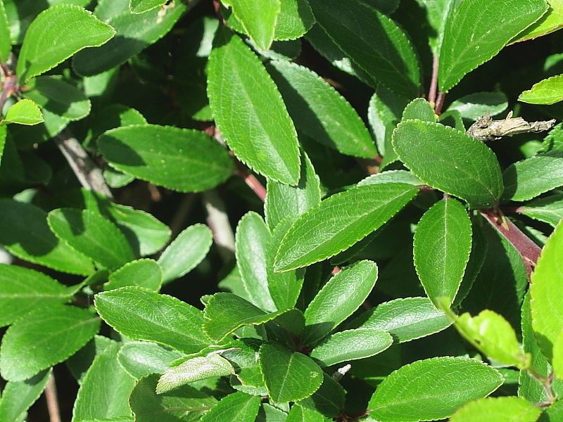 5 x 20cm Blackthorn leaves and twigs for rabbits and guinea pigs. Cut fresh to order - Thorns removed