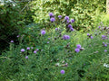 300g Whole Creeping Thistle (excluding roots)