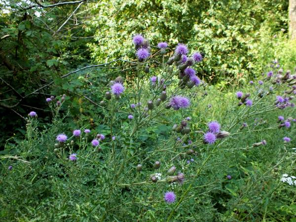 300g Whole Creeping Thistle (excluding roots)