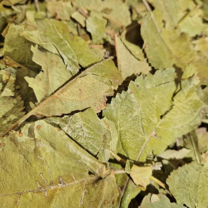 125g Dried apple tree leaves for rabbits and guinea pigs