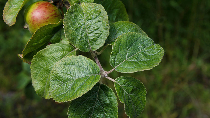 125g Dried apple tree leaves for rabbits and guinea pigs