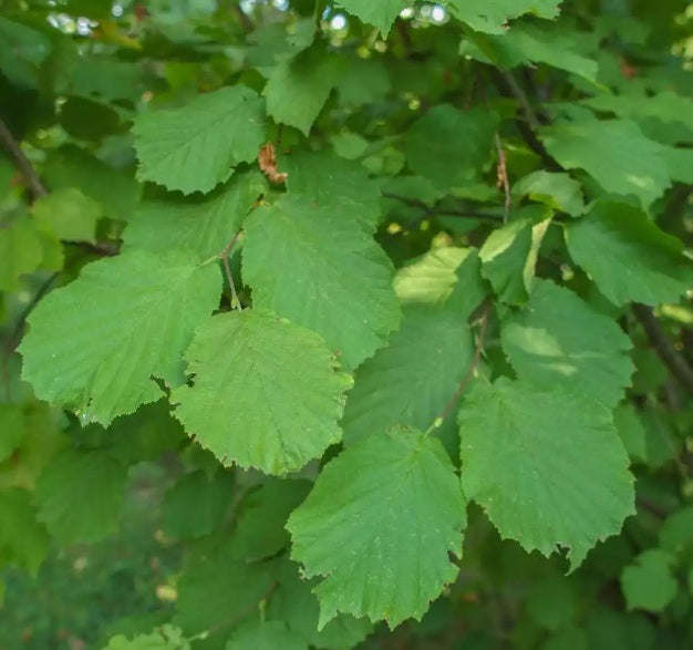 250g MIXED fresh cut leaves for rabbits and guinea pigs - Apple, Blackberry & hazel