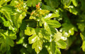 5 x 20cm hawthorn leaves and twigs for rabbits and guinea pigs. Cut fresh to order - Thorns removed