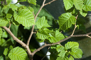 125g Freshy picked Hazel Leaves (Leaves only) for rabbits and guinea pigs