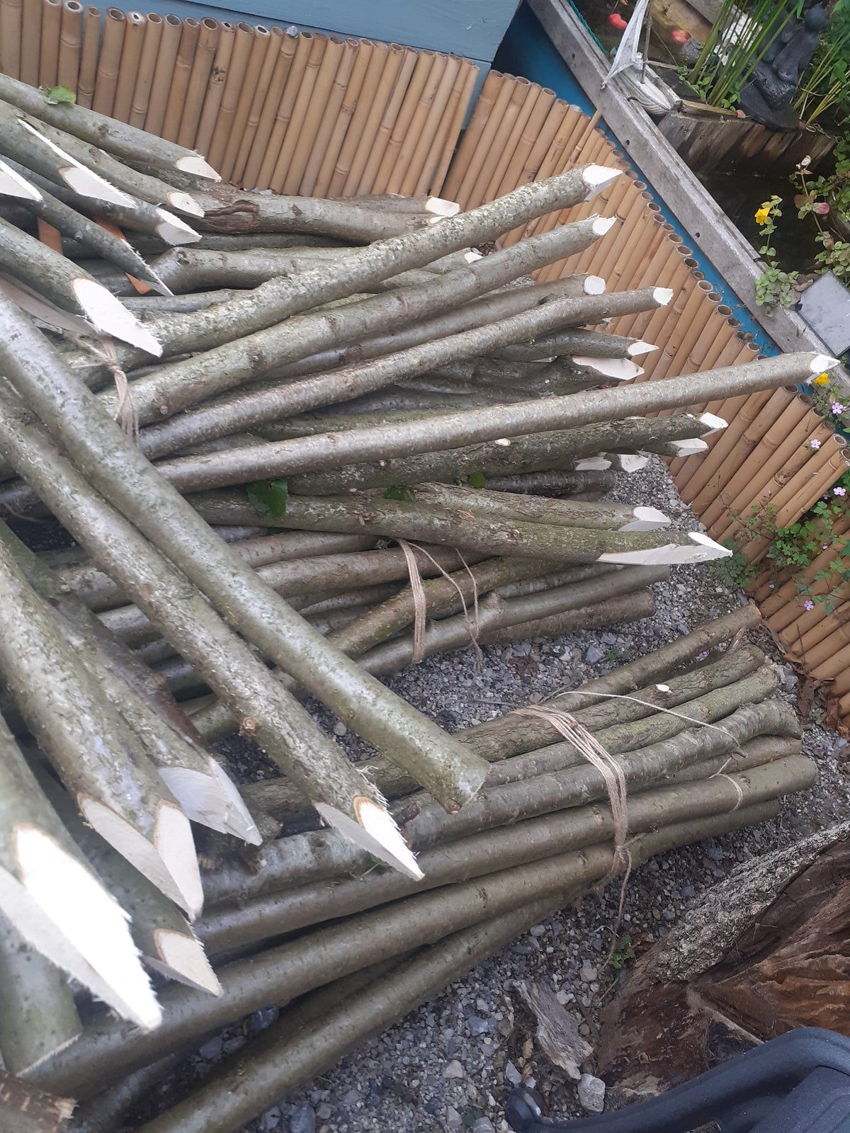 A large bundle of freshly cut tree branches or saplings with white tips, tied together with twine, stacked outdoors on gravel next to a wooden fence.