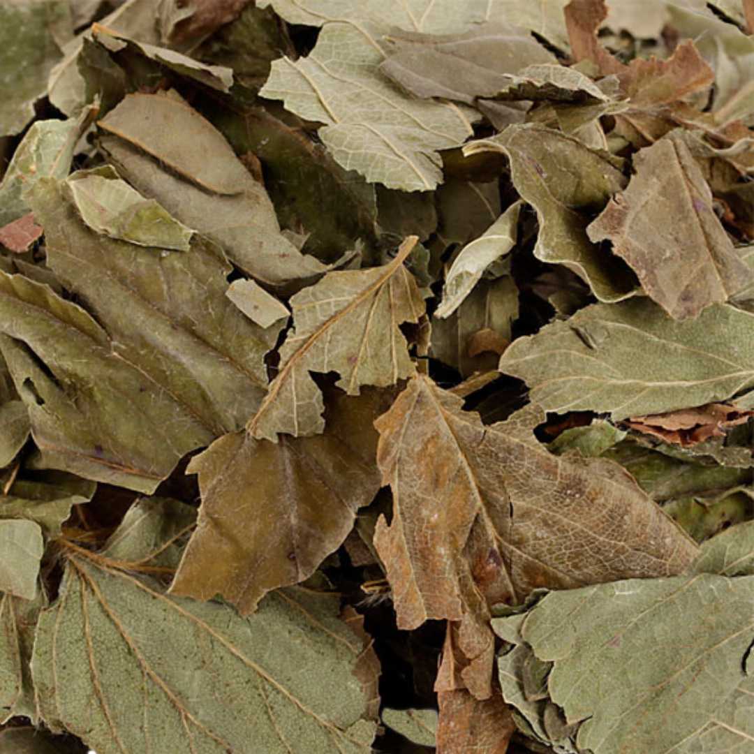 Hazel leaves for rabbits