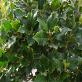 10 x Holly - Freshly cut branch sprigs length 20cm - Ideal for wreath Green leaf WITHOUT Berries