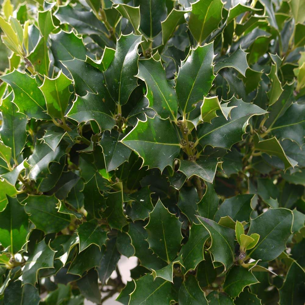 10 x Holly - Freshly cut branch sprigs length 20cm - Ideal for wreath Green leaf WITHOUT Berries